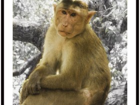 صور من ابداع اعضاء عمان فوتو
