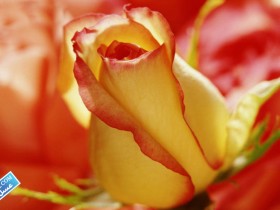 flower396_2_3SL-com_1_