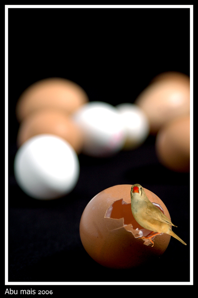 صور من ابداع اعضاء عمان فوتو