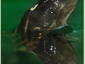 صور من ابداع اعضاء عمان فوتو