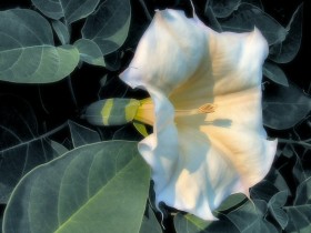 صور منوعة من الإنترنت