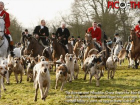 الكلاب وراء أو مطاردة الثعالب