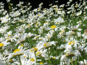 صور من ابداع اعضاء عمان فوتو