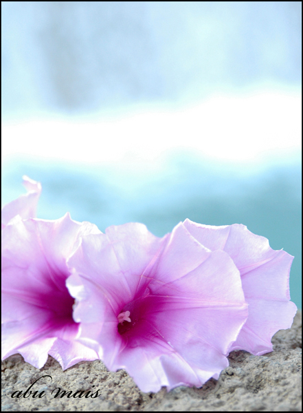 صور من ابداع اعضاء عمان فوتو