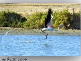 صور من ابداع اعضاء عمان فوتو