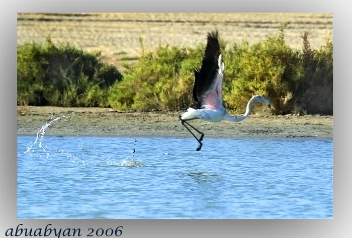 صور من ابداع اعضاء عمان فوتو