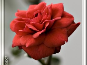 صور من ابداع اعضاء عمان فوتو