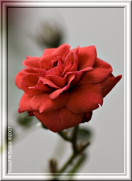 صور من ابداع اعضاء عمان فوتو