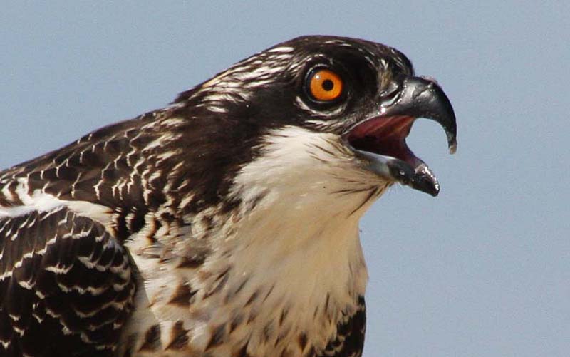 صور منوعة من الإنترنت