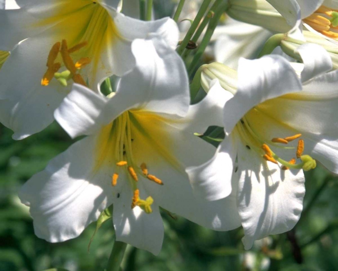 PTBL0105