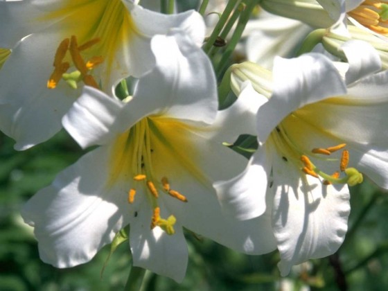 PTBL0105