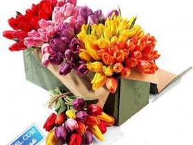 tulips-bulk-mix_3SL-com_2_