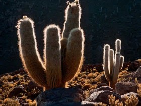 2046030324_70004bd15d_1_