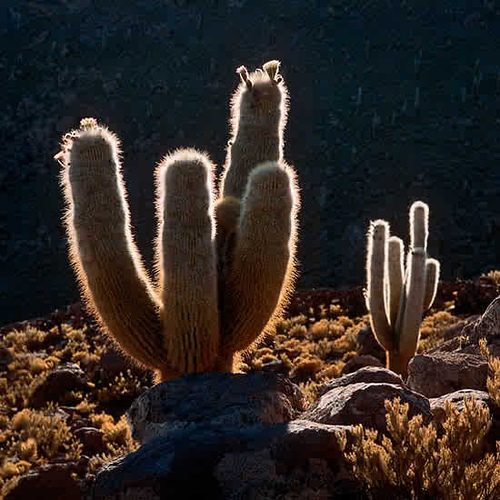 2046030324_70004bd15d_1_