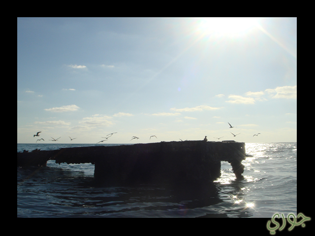 صور من ابداع اعضاء عمان فوتو