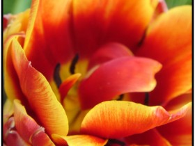 Flames_flower_by_SeriantSlyjarr