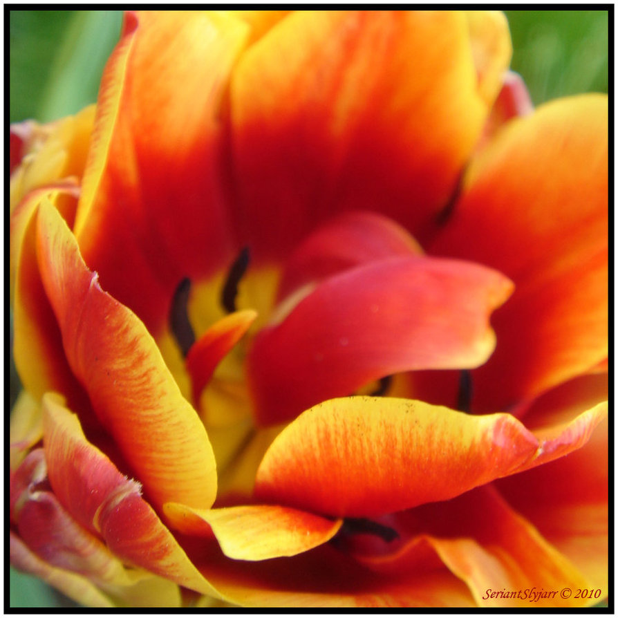 Flames_flower_by_SeriantSlyjarr