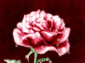 Rose_by_ivymae457
