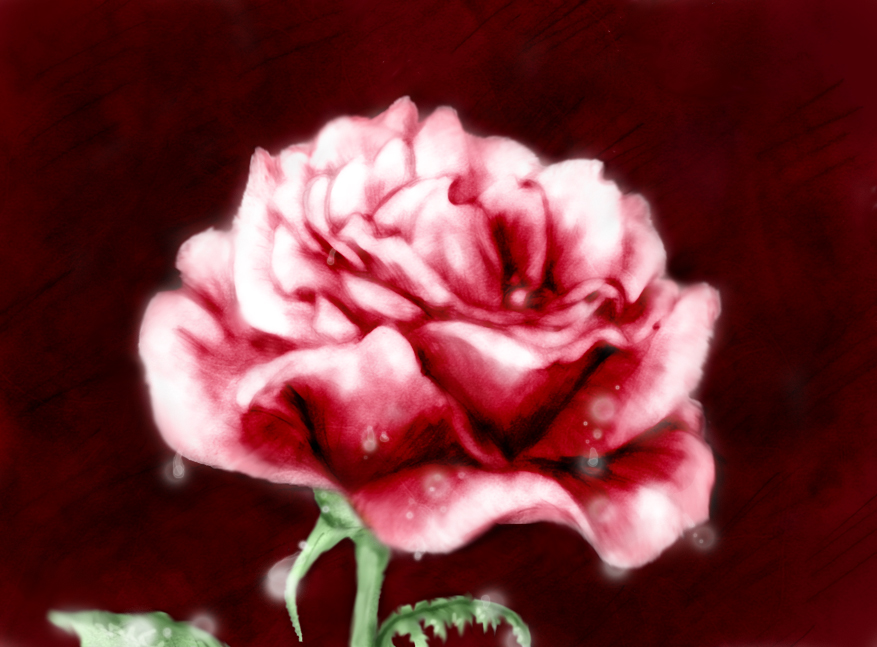 Rose_by_ivymae457