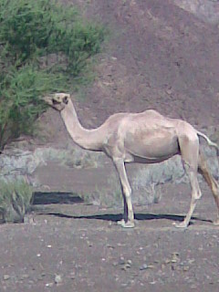 بنت مصيحان