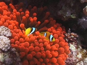 anemone_1_