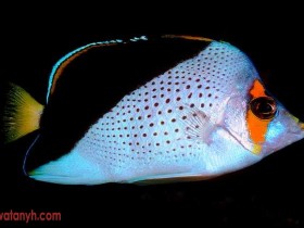 fish603_1_