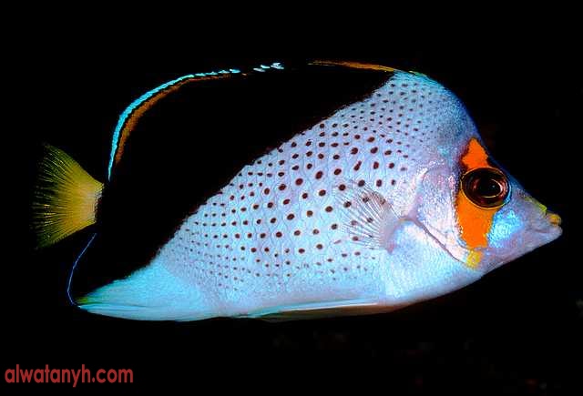 fish603_1_