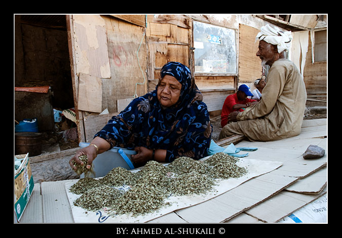 صور من ابداع اعضاء عمان فوتو