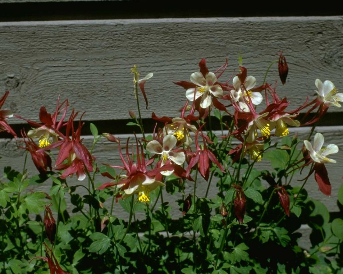 PTBL0166