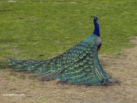 peacock_10_1_