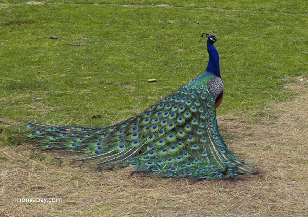peacock_10_1_