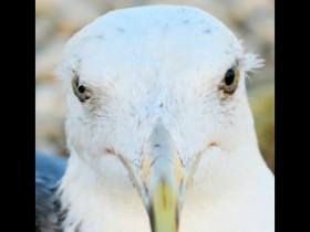 صور من ابداع اعضاء عمان فوتو