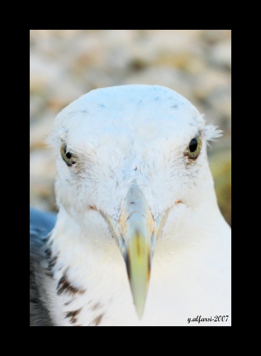 صور من ابداع اعضاء عمان فوتو