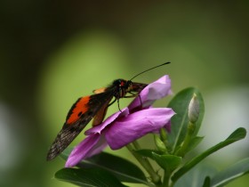 Butterfly_Orange_1600_1_