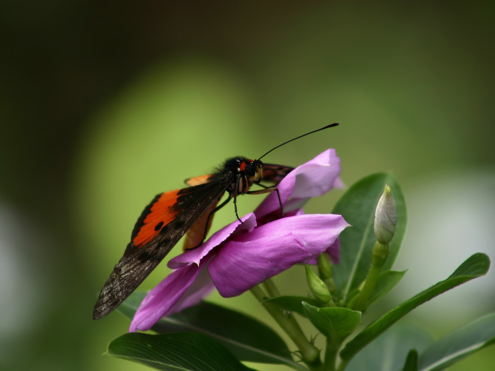 Butterfly_Orange_1600_1_