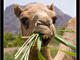 صور من ابداع اعضاء عمان فوتو