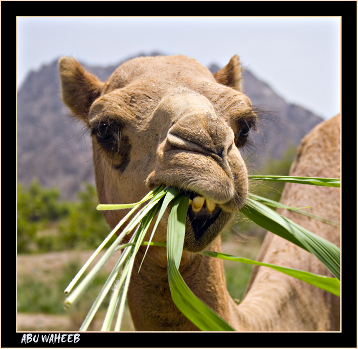 صور من ابداع اعضاء عمان فوتو