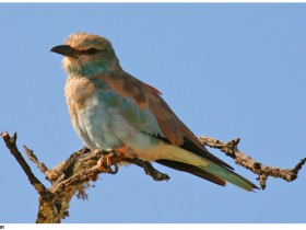 صور من ابداع اعضاء عمان فوتو