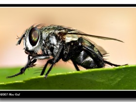 صور من ابداع اعضاء عمان فوتو