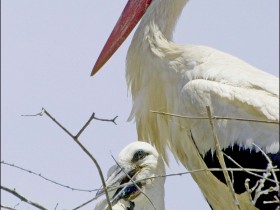 صور منوعة من الإنترنت