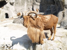 الطهـــــر