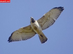 حيوانات