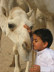 راعي الشاهينيه
