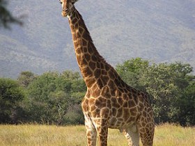 300px-Giraffe_standing_1_