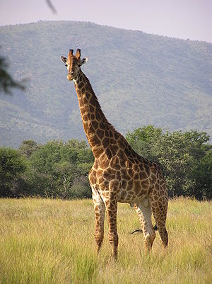 300px-Giraffe_standing_1_