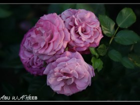 صور من ابداع اعضاء عمان فوتو