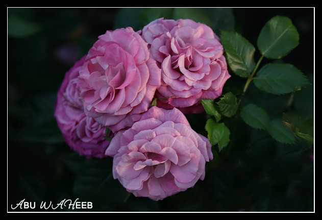 صور من ابداع اعضاء عمان فوتو