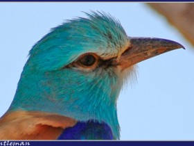 صور من ابداع اعضاء عمان فوتو