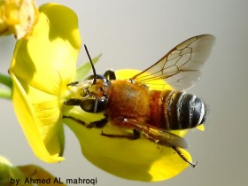 صور من ابداع اعضاء عمان فوتو