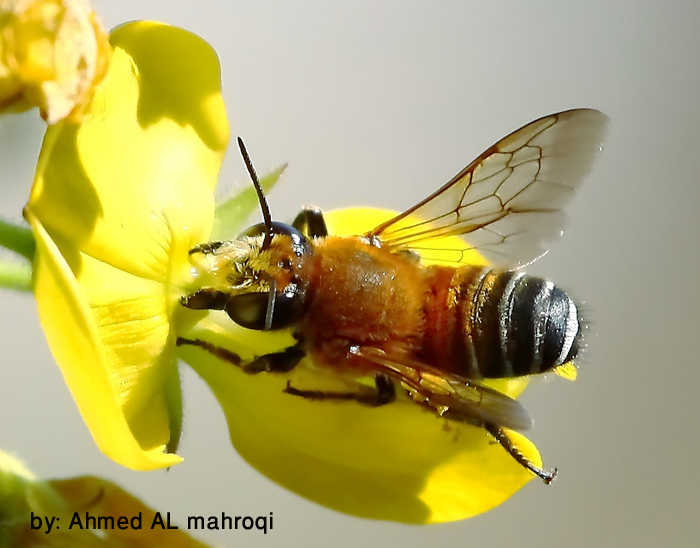 صور من ابداع اعضاء عمان فوتو